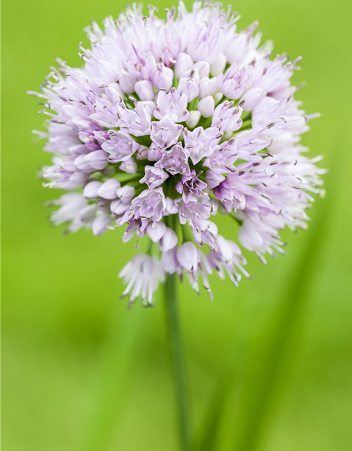 Allium Gladiator