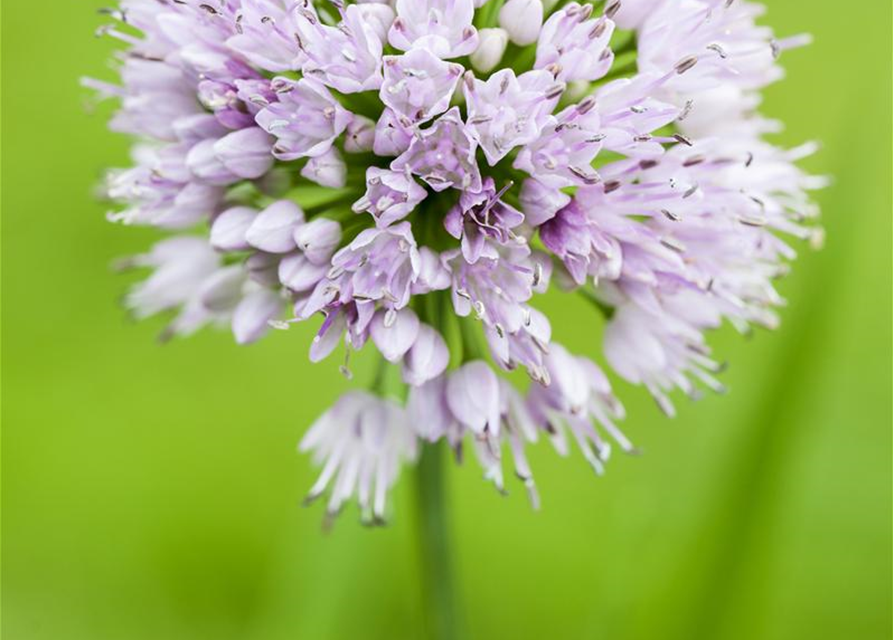 Allium Gladiator