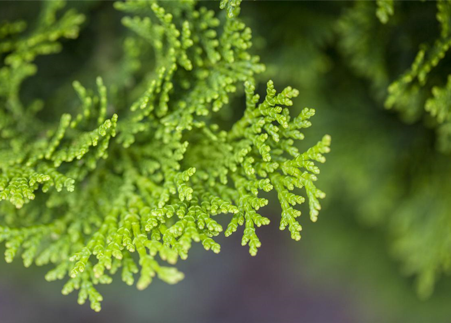 Chamaecyparis obtusa Nana Gracilis