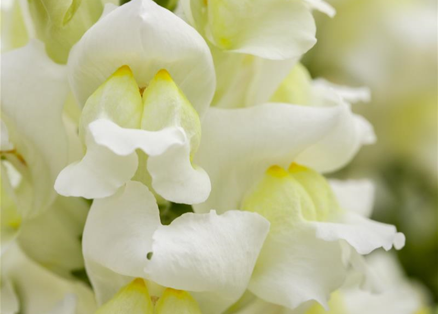 Antirrhinum majus Trio
