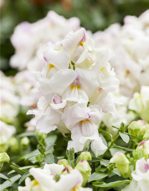 Antirrhinum majus Trio