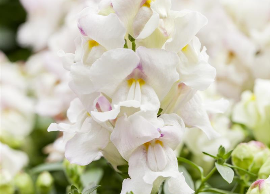 Antirrhinum majus Trio