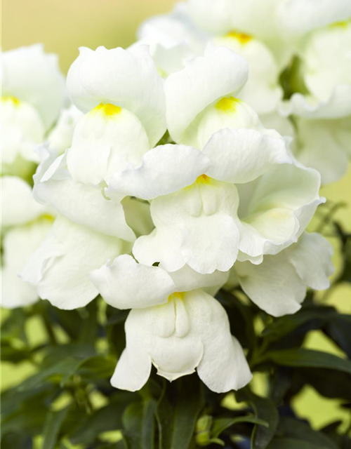 Antirrhinum majus Trio