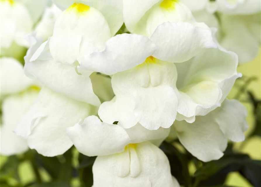 Antirrhinum majus Trio