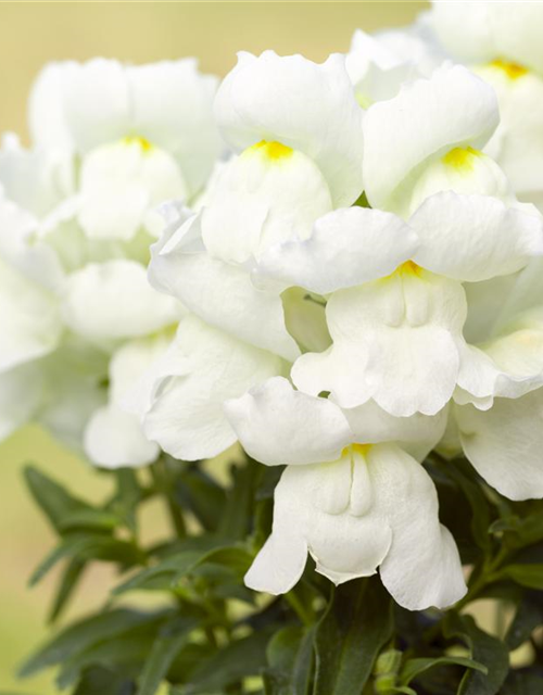 Antirrhinum majus Trio