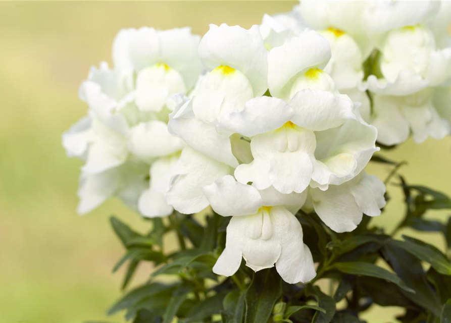 Antirrhinum majus Trio