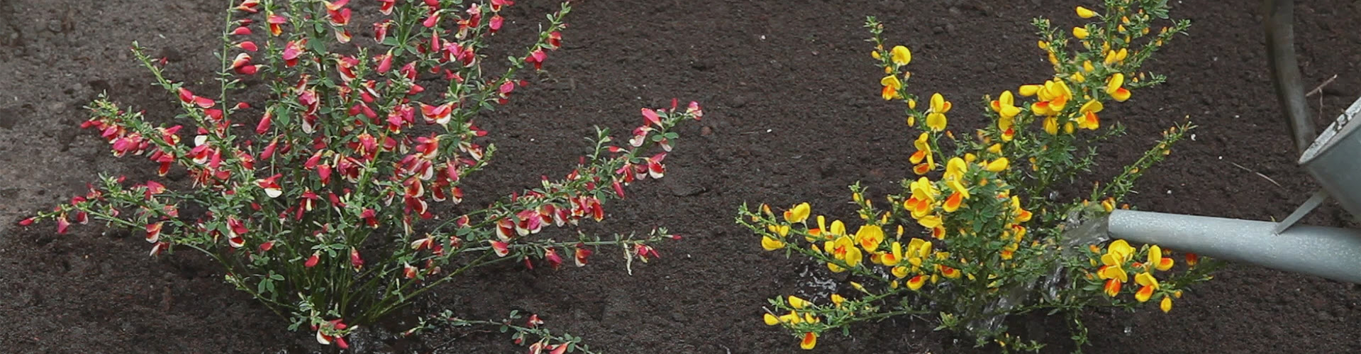 Ginster - Einpflanzen im Garten (thumbnail)
