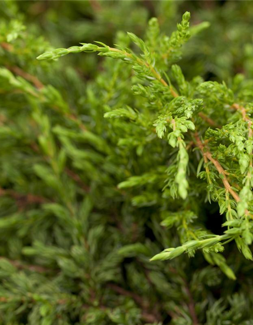 Juniperus communis Repanda