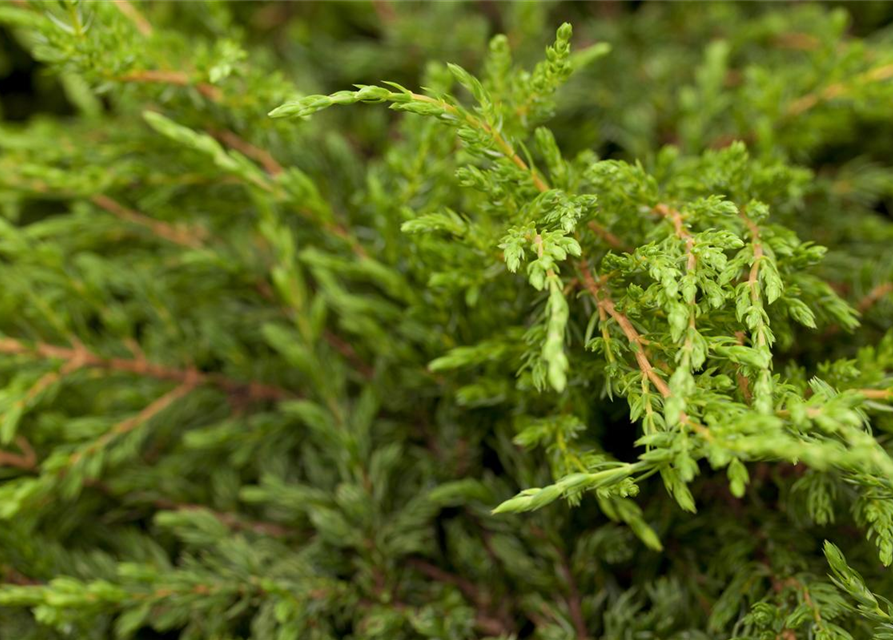 Juniperus communis Repanda