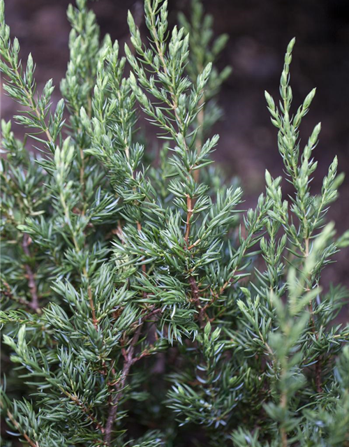 Juniperus communis Repanda
