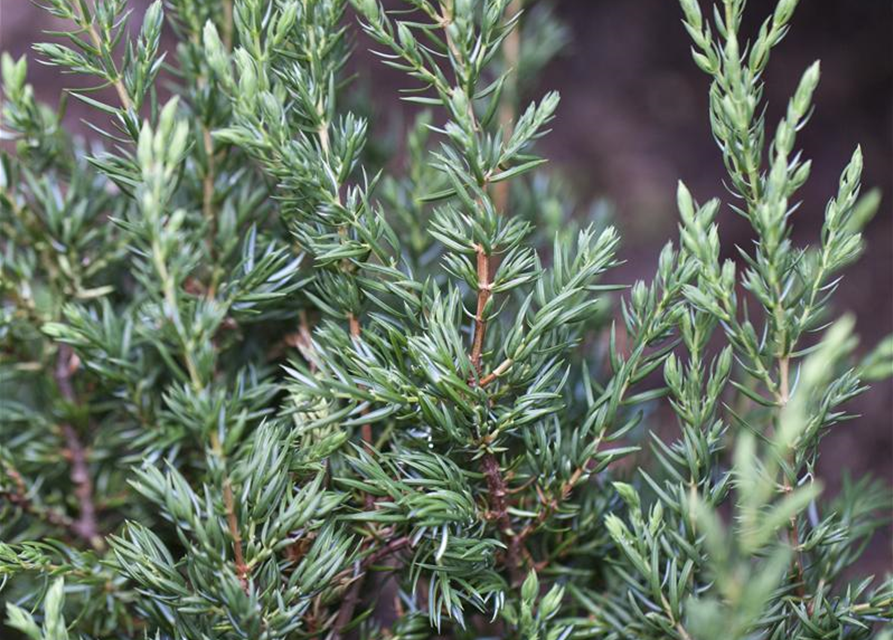 Juniperus communis Repanda