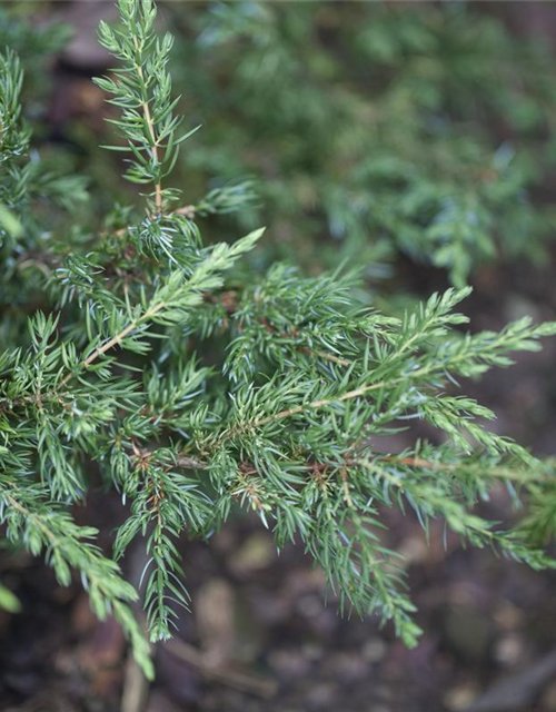 Juniperus communis Repanda