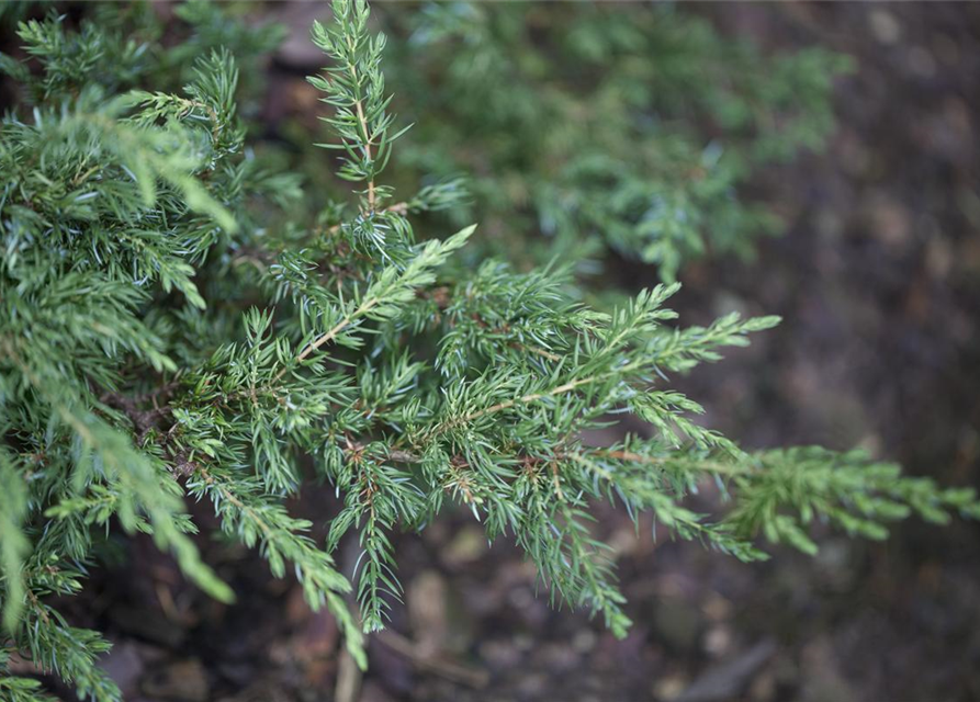 Juniperus communis Repanda