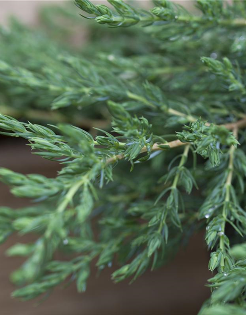 Juniperus communis Repanda