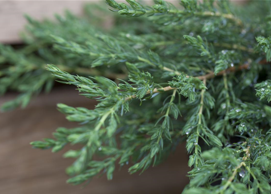 Juniperus communis Repanda