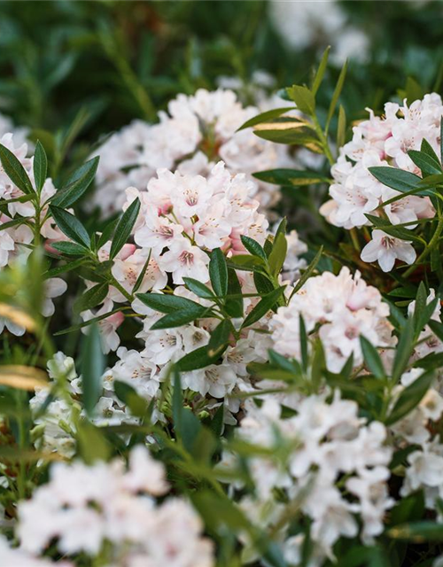 Rhododendron micranthum Bloombux®