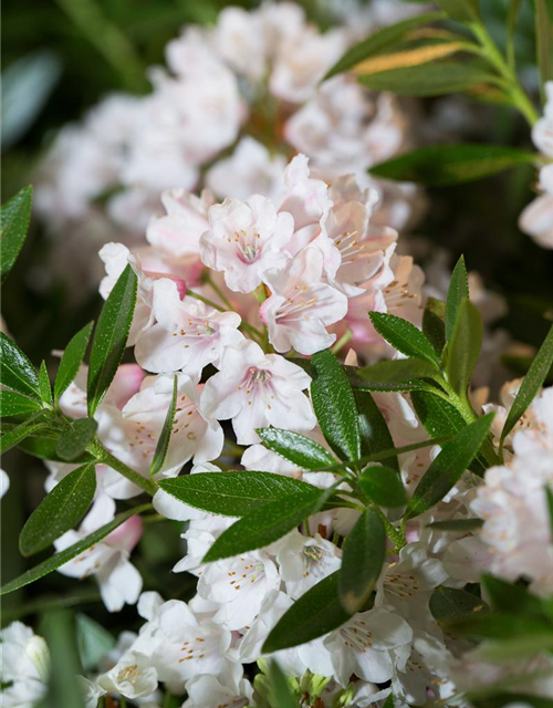 Rhododendron micranthum Bloombux®