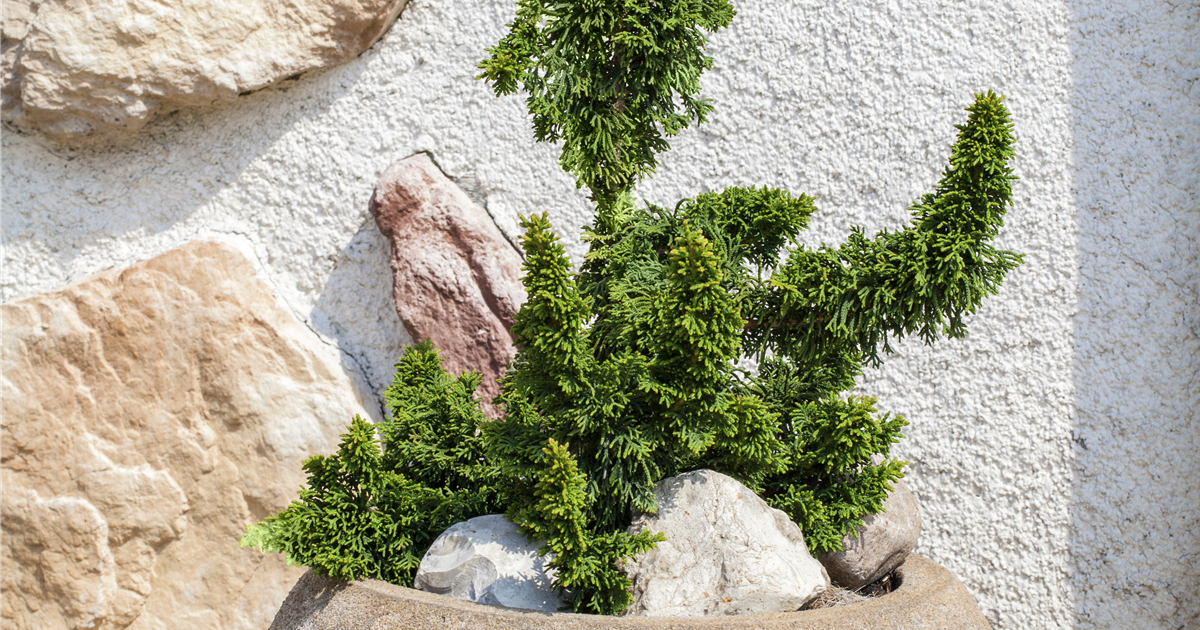 Thuja occidentalis Sagrada, Abendlndischer Lebensbaum - Grtnerei  Schliebener