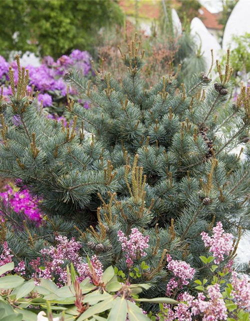Pinus parviflora Negishi
