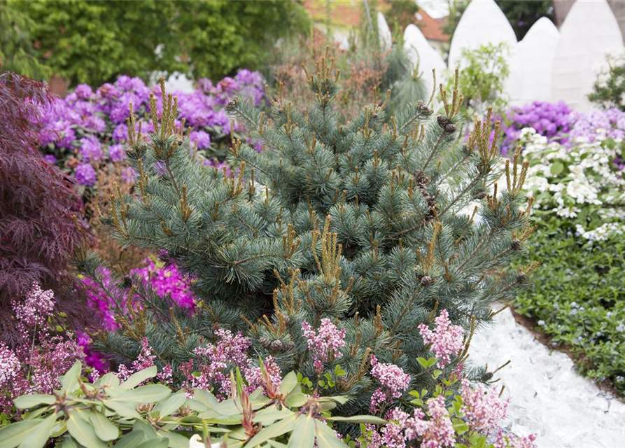 Pinus parviflora Negishi