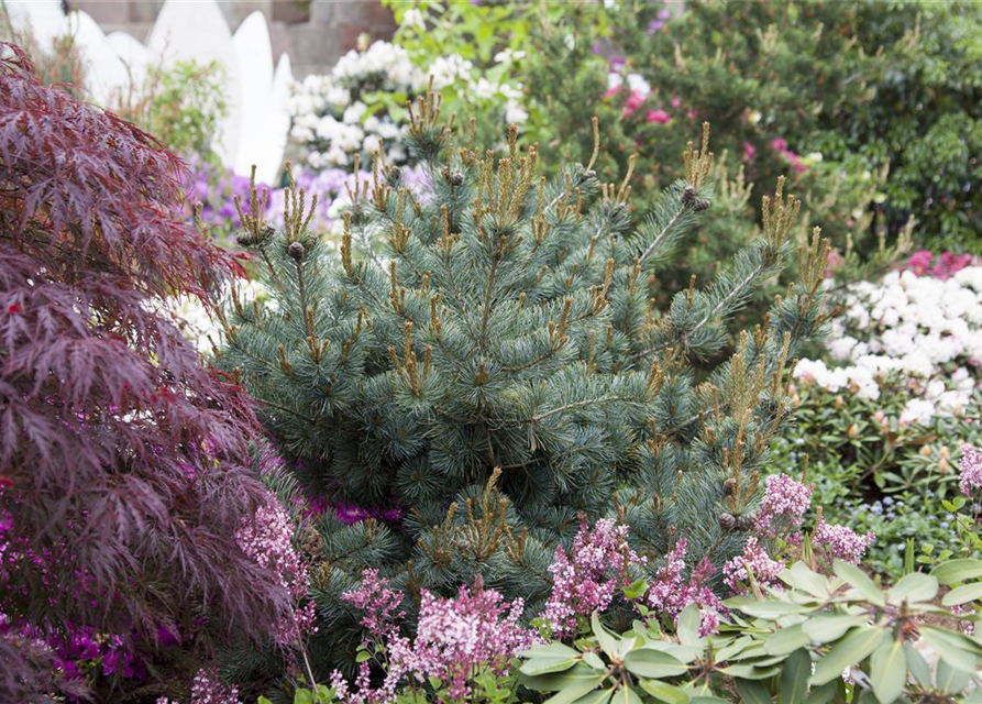 Pinus parviflora Negishi