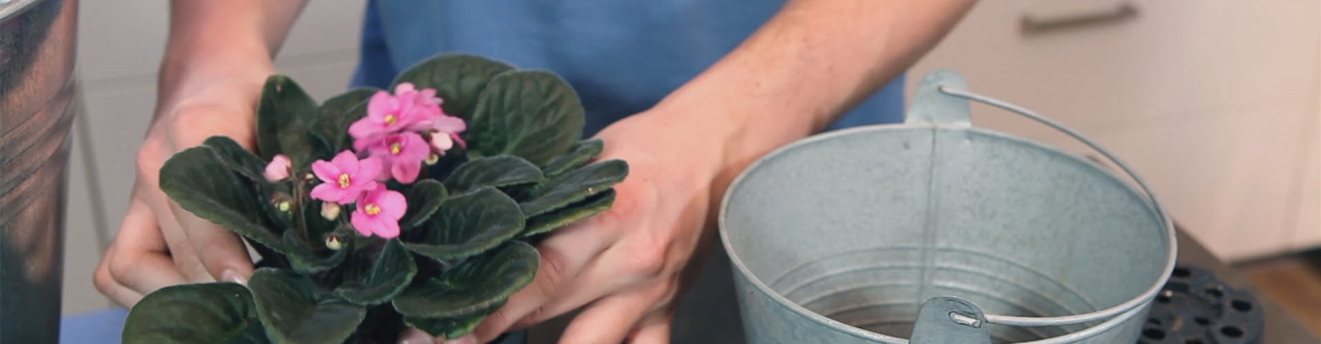 Usambaraveilchen - Einpflanzen in ein Gefäß (thumbnail)