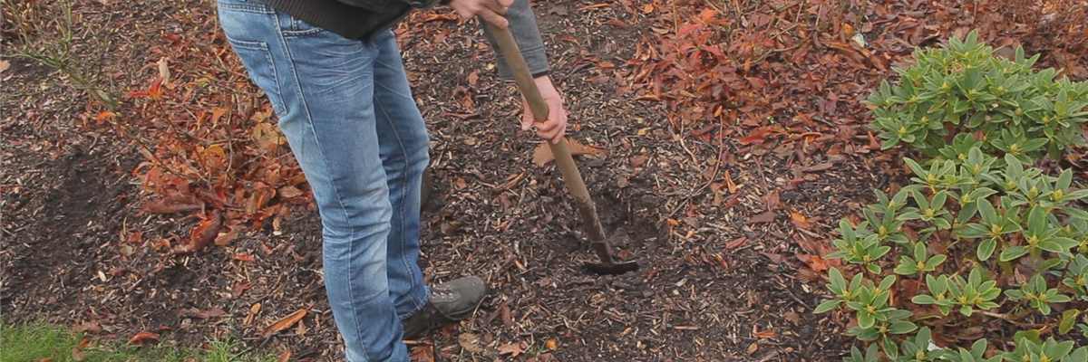 Rhododendron - Einpflanzen im Garten (thumbnail) Rhododendron - Einpflanzen im Garten (thumbnail)