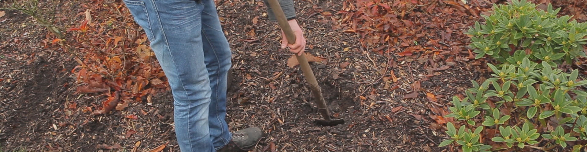Rhododendron - Einpflanzen im Garten (thumbnail)