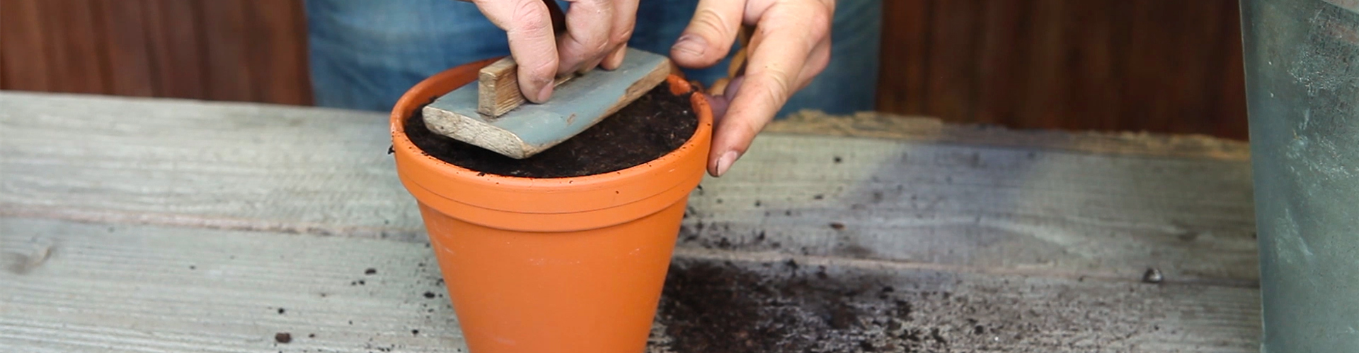 Pefferminze - Aussäen von Samen (thumbnail)