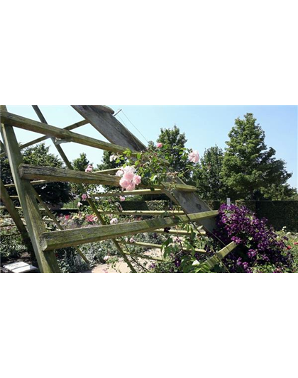 Gartengestaltung - Rosengarten