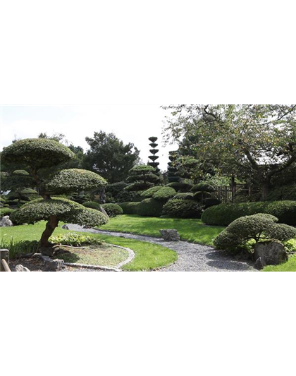 Gartengestaltung - Japangarten