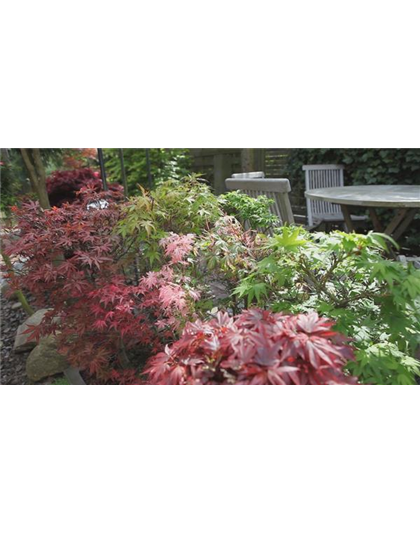 Gartengestaltung - Japanischer Ahorn