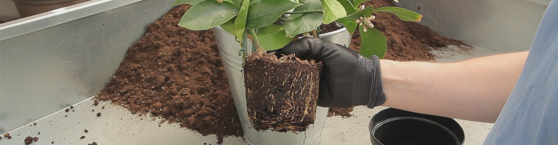 Zitronen - Umtopfen (thumbnail)