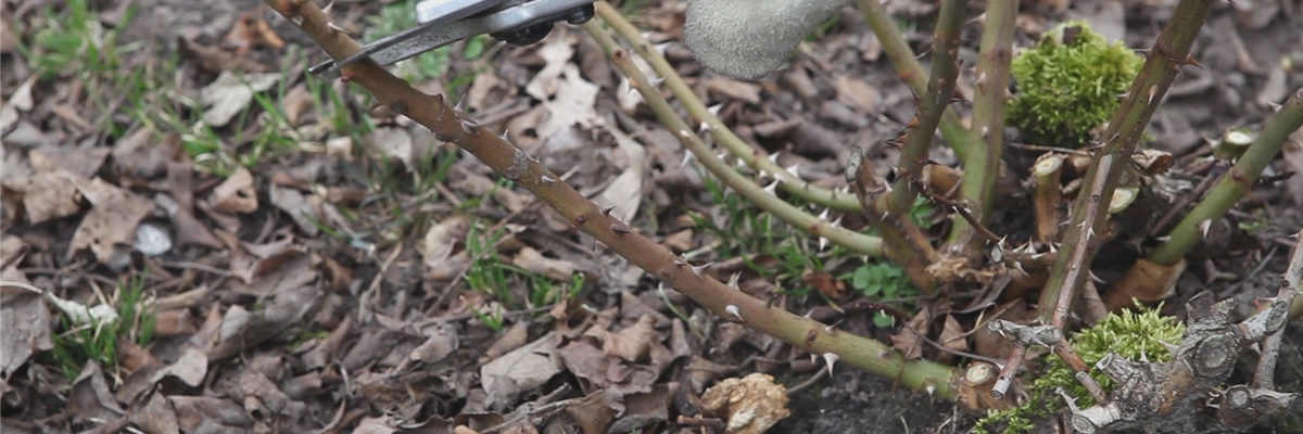 Beetrosen - Zurückschneiden im Frühling (thumbnail) Beetrosen - Zurückschneiden im Frühling (thumbnail)