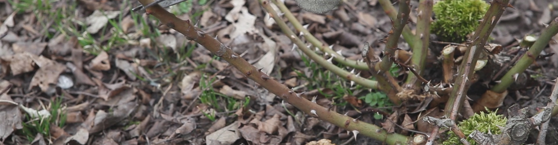 Beetrosen - Zurückschneiden im Frühling (thumbnail)