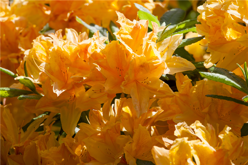 rhododendron star style pink Rhododendron, PJM Elite Star Rhododendron main image 1