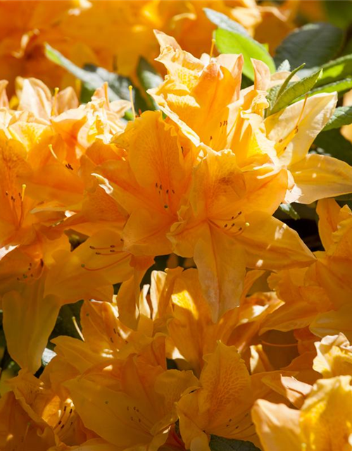 Rhododendron japonicum Arabesk
