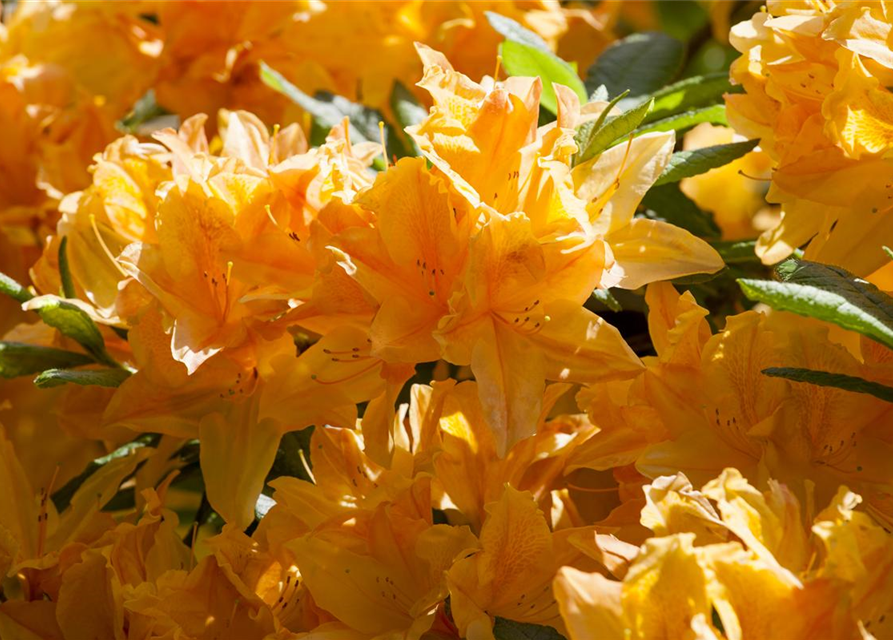 Rhododendron japonicum Arabesk