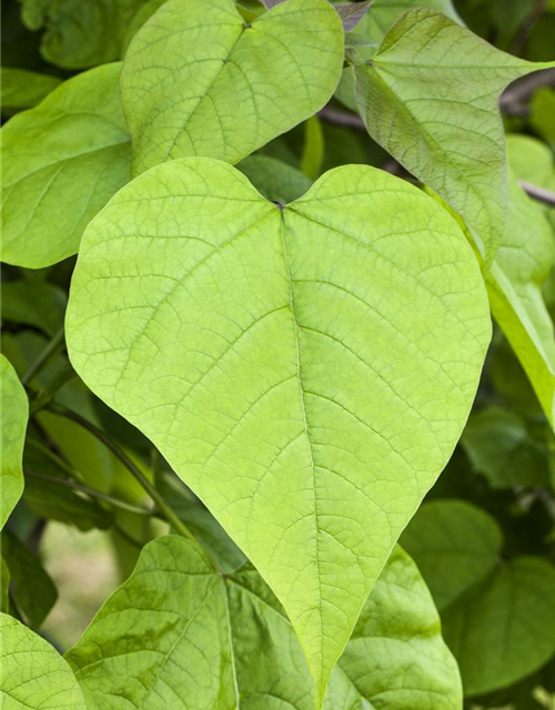 Catalpa bignonioides Nana