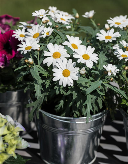 Argyranthemum frutescens Mini