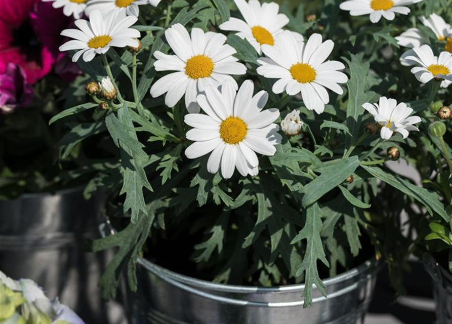 Argyranthemum frutescens Mini