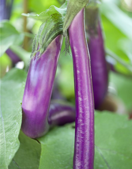 Solanum melongena Faselis
