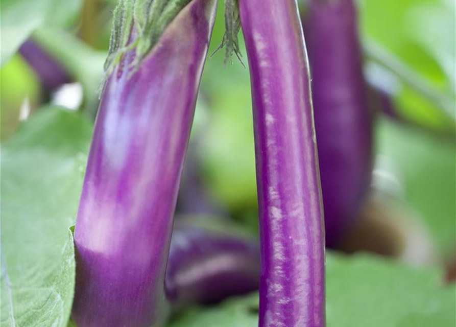 Solanum melongena Faselis
