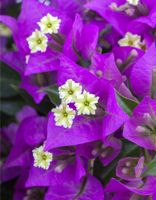 Bougainvillea sanderiana