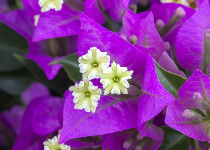 Bougainvillea sanderiana