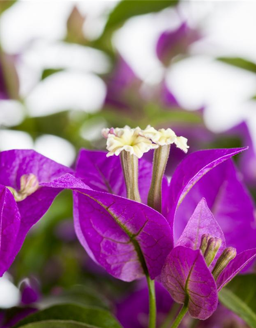 Bougainvillea sanderiana
