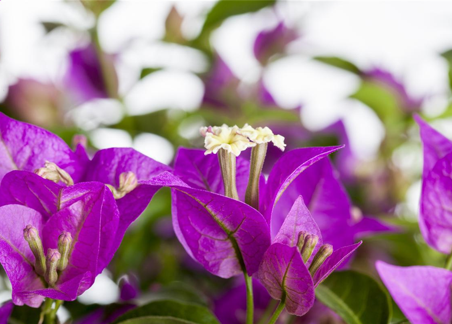 Bougainvillea sanderiana
