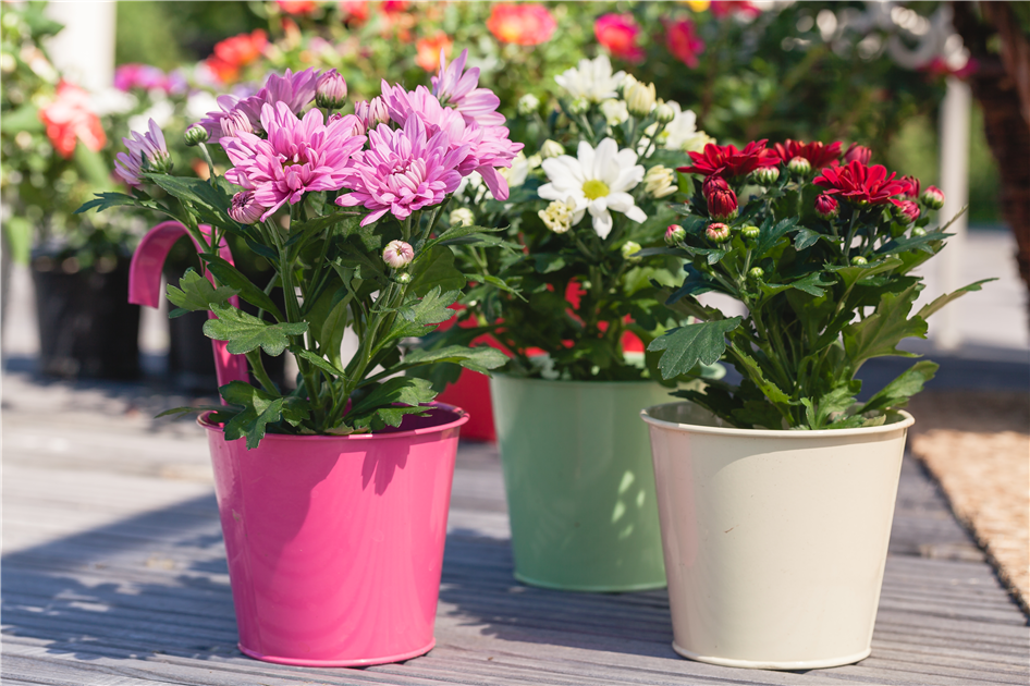 Chrysanthemum indicum Mini, Chrysantheme Mini - Grtnerei Schliebener