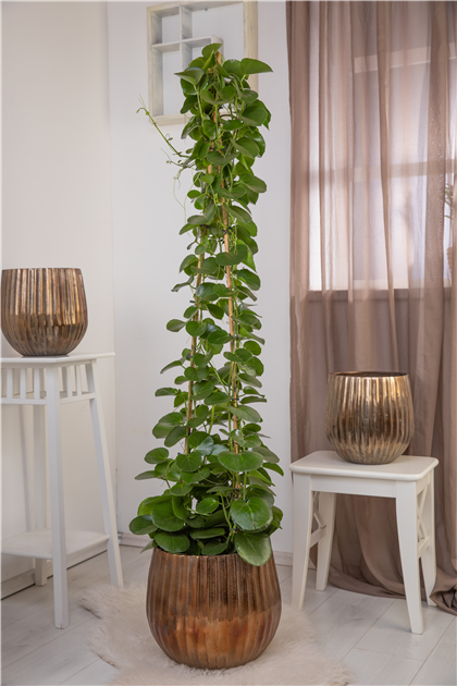 string of heart variegata Variegated String of Hearts For Sale main image 1