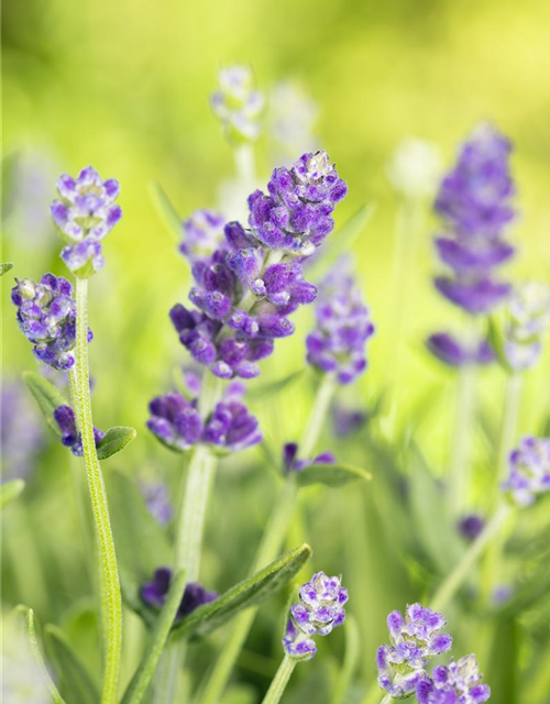 Lavandula angustifolia Essence Purple